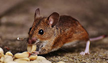 24 Hour & Emergency Exterminators in Claytonville, IL